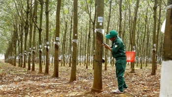 Cập nhật giá cao su chiều nay 9/11: Thế giới giảm sâu ở sàn Nhật Bản