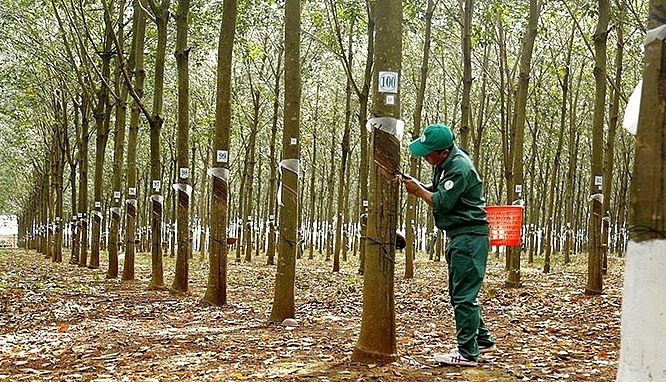 Cập nhật giá cao su chiều nay 9/11: Thế giới giảm sâu ở sàn Nhật Bản