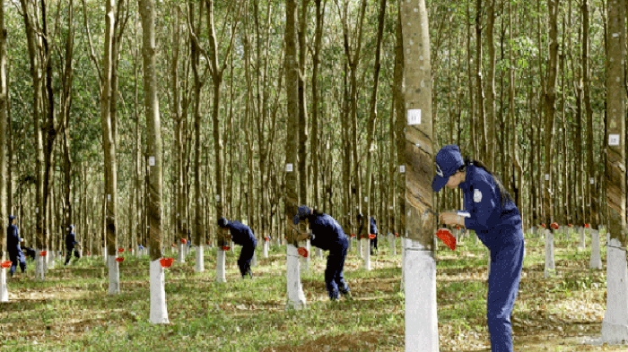 Cập nhật giá cao su hôm nay 11/11: Giữ đà tăng