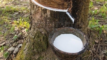 Cập nhật giá cao su hôm nay 12/11: Giảm nhẹ ở phiên sáng