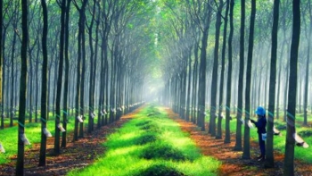 Cập nhật giá cao su chiều nay 12/11: Tăng mạnh