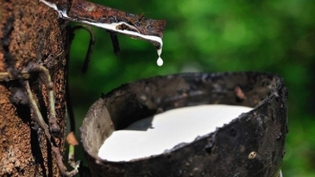 Cập nhật giá cao su hôm nay 14/11: Trái chiều trên các sàn