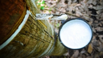 Cập nhật giá cao su hôm nay 16/11: Lặng sóng đầu tuần