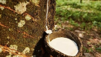 Cập nhật giá cao su hôm nay 17/11: Tiếp đà tăng mạnh