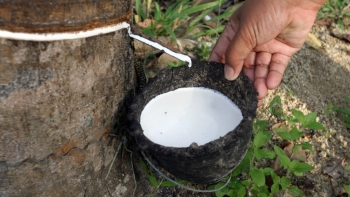 Cập nhật giá cao su hôm nay 20/11: Tiếp tục lao dốc