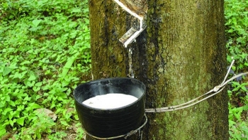 Cập nhật giá cao su chiều nay 17/11: Tăng mạnh