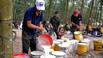 Cập nhật giá cao su hôm nay 18/11: Trái chiều trên các sàn