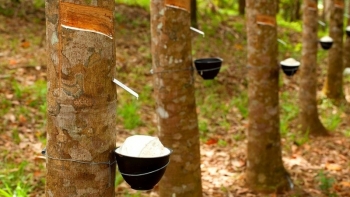 Cập nhật giá cao su chiều nay 18/11: Giảm mạnh trên cả hai sàn