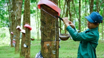 Cập nhật giá cao su hôm nay 19/11: Cao su Nhật Bản tiếp tục giảm