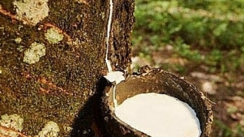 Cập nhật giá cao su hôm nay 24/11: Ảm đạm