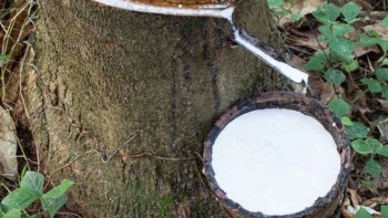 Cập nhật giá cao su chiều nay 24/11: Có sự biến động