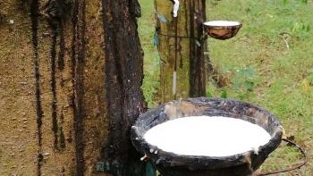 Cập nhật giá cao su hôm nay 25/11: Thị trường Nhật Bản tăng mạnh