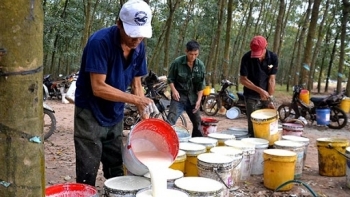 Cập nhật giá cao su chiều nay 25/11: Tăng mạnh