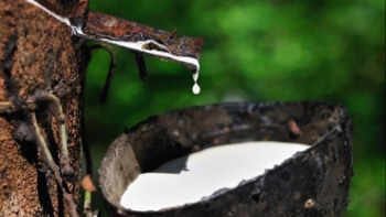 Cập nhật giá cao su hôm nay 27/11: Bất ngờ quay đầu giảm