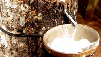 Cập nhật giá cao su chiều nay 27/11: Dao động trái chiều