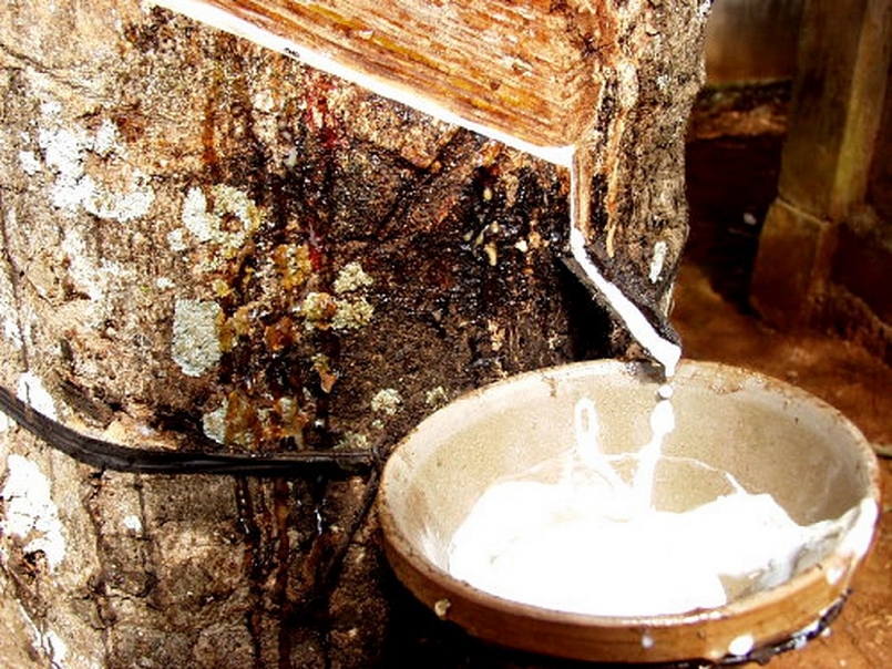 Cập nhật giá cao su chiều nay 27/11: Dao động trái chiều