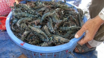 Giá tôm nguyên liệu tại vùng ĐBSCL duy trì ở mức cao