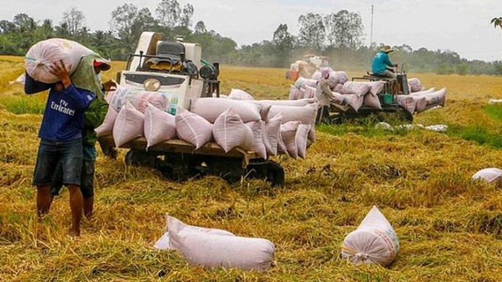 Cập nhật giá lúa gạo hôm nay 4/11/2021: Giá gạo giảm nhẹ