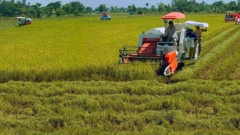 Cập nhật giá lúa gạo hôm nay 6/11/2021: Giá lúa tiếp đà tăng