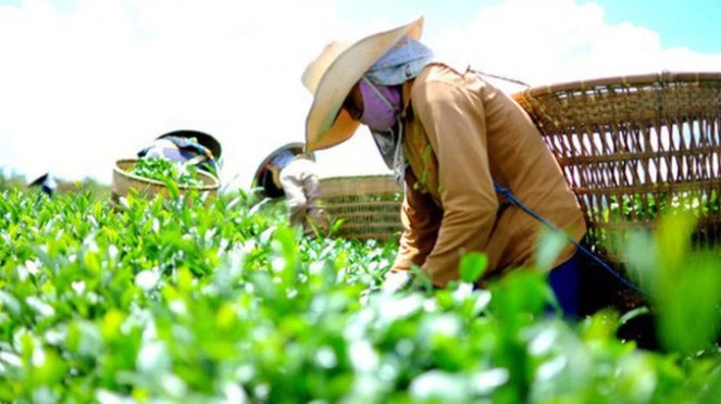 Giá xuất khẩu chè quý III/2021 tăng 5,5% so với cùng kỳ