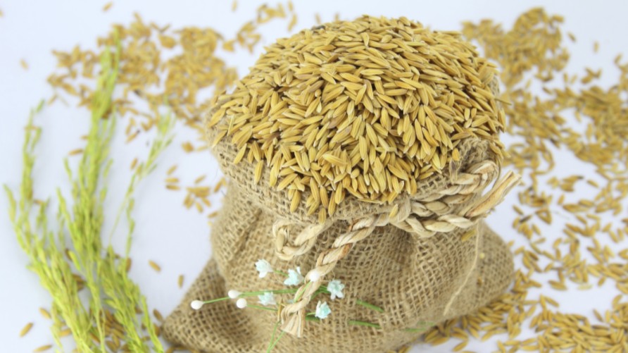 Cập nhật giá lúa gạo hôm nay 9/11/2021: Giá lúa bật tăng 200 đồng/kg