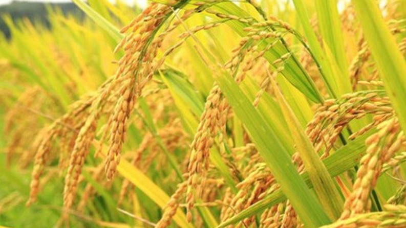 Cập nhật giá lúa gạo hôm nay 10/11/2021: Bất ngờ quay đầu giảm