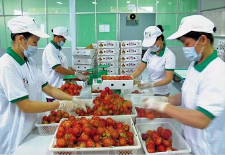 Quy định mới về tần suất kiểm tra thực tế rau quả nhập vào EU