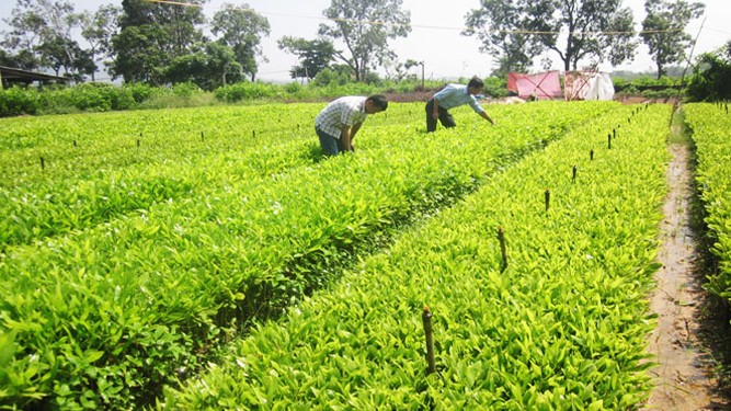 Đề xuất tiêu chí công nhận giống, cây trồng lâm nghiệp