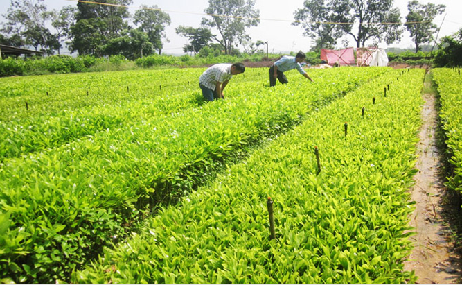 Đề xuất tiêu chí công nhận giống, cây trồng lâm nghiệp