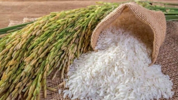 Cập nhật giá lúa gạo hôm nay 11/11/2021: Giá lúa bật tăng 200 đồng