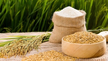 Cập nhật giá lúa gạo hôm nay 15/11/2021: Giá gạo giảm 100 đồng