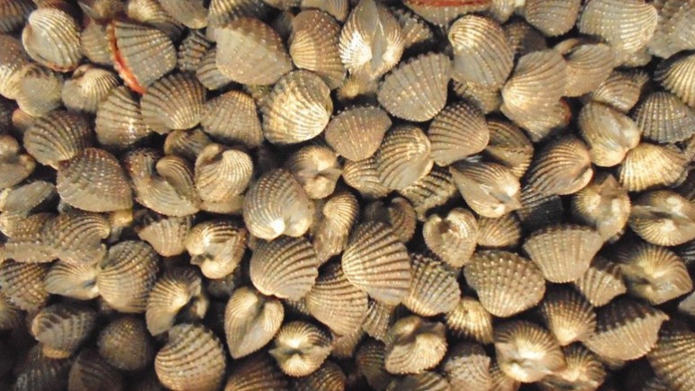 Mô hình nuôi sò huyết trong vuông tôm đem lại hiệu quả tại Cà Mau