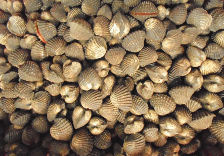 Mô hình nuôi sò huyết trong vuông tôm đem lại hiệu quả tại Cà Mau