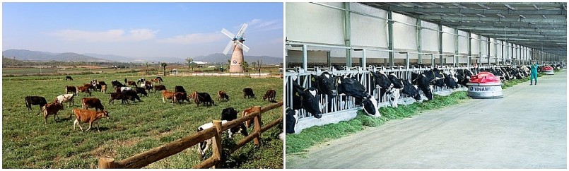 Liên doanh của Vinamilk ra mắt sản phẩm tại Philippines, đặt mục tiêu chiếm 10% thị phần sữa