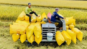 Cập nhật giá lúa gạo hôm nay 16/11/2021: Giá lúa giảm 200 đồng/kg