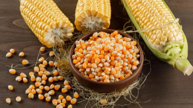 Nhập khẩu ngô 10 tháng năm 2021 giảm về lượng nhưng tăng kim ngạch