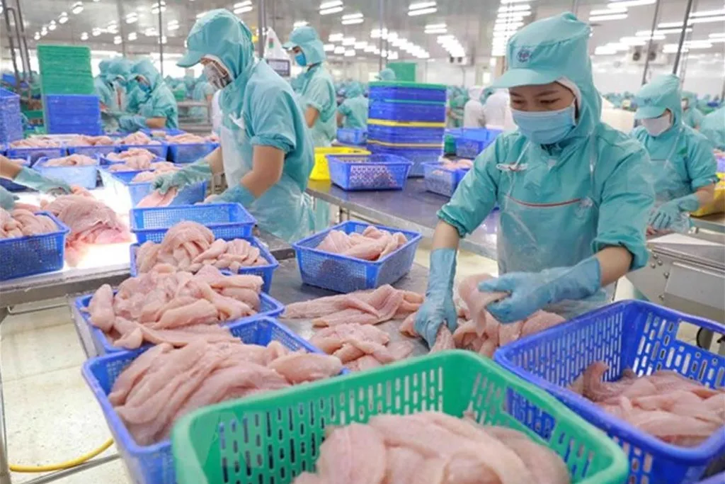 Xuất khẩu cá tra sang Trung Quốc gặp khó do rào cản kiểm dịch