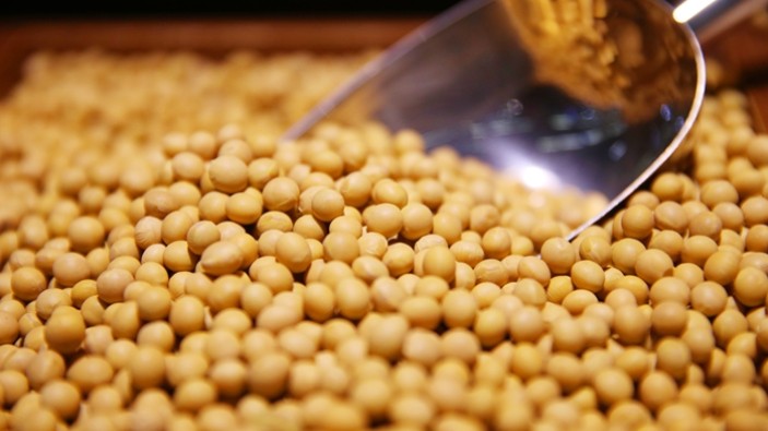 Nhập khẩu đậu tương 10 tháng tăng 51,6% về kim ngạch