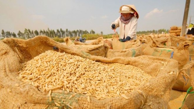 Cập nhật giá lúa gạo hôm nay 24/11/2021: Giá lúa giảm 100 đồng/kg