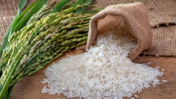 Cập nhật giá lúa gạo hôm nay 30/11/2021: Trái chiều giữa các giống lúa