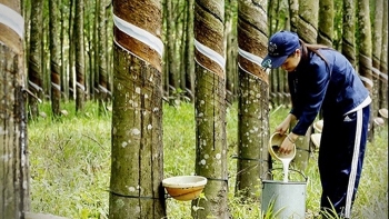 Cập nhật giá cao su hôm nay 01/12: Tiếp đà tăng trưởng