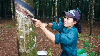 Cập nhật giá cao su hôm nay 2/12: Tiếp tục giảm sâu