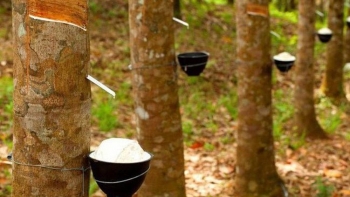 Cập nhật giá cao su hôm nay 3/12: Tiếp đà tăng