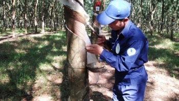 Cập nhật giá cao su chiều nay 3/12: Giữ đà tăng mạnh