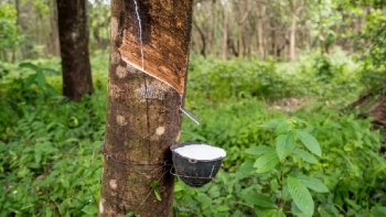 Cập nhật giá cao su chiều nay 4/12: Giảm sâu