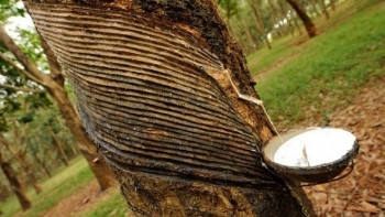 Cập nhật giá cao su hôm nay 5/12: Tiếp tục lao dốc