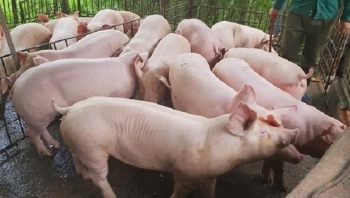 Cập nhật giá thịt lợn hôm nay 6/12: Giảm tại 3 miền