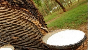 Cập nhật giá cao su hôm nay 7/12: Giảm mạnh phiên đầu tuần