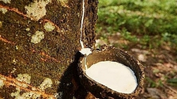 Cập nhật giá cao su chiều nay 7/12: Thị trường Nhật Bản tiếp tục giảm