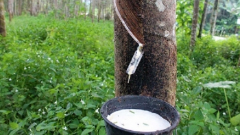 Cập nhật giá cao su hôm nay 8/12: Tiếp tục trượt dốc